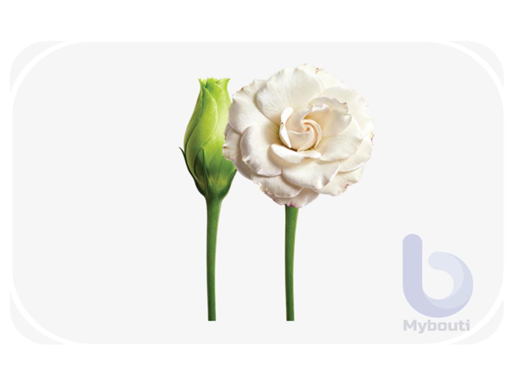 blossom